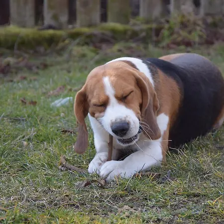 Farma Agro-podkowka Marciszow