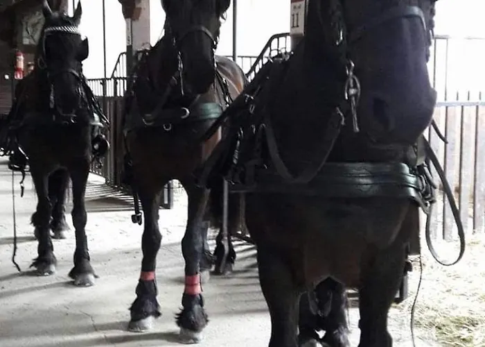 Agro-podkówka Gospodarstwo agroturystyczne