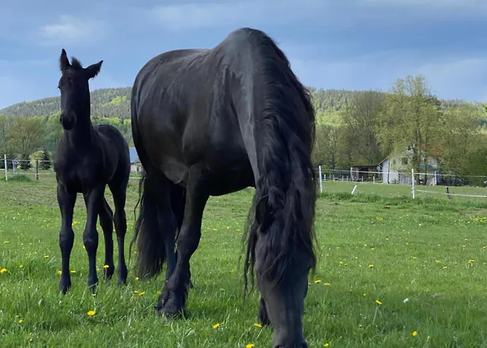 Gospodarstwo agroturystyczne Agro-podkówka