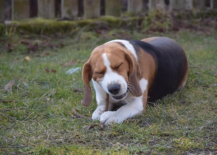 Bauernhof Agro-podkowka Marciszow
